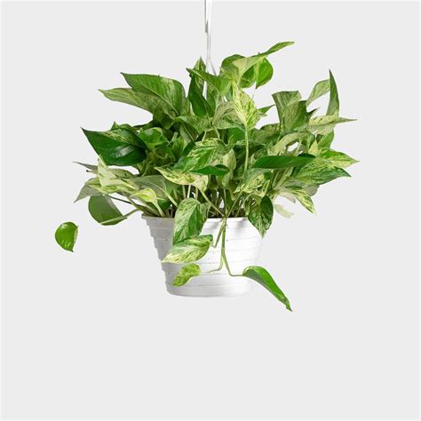 Marble Queen Money Plant - Indoor Plants– Exotic Flora