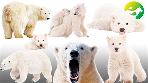 Species 的图像结果