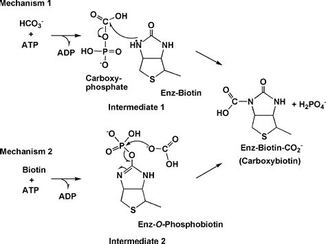 Pyruvate Carboxylase Mechanism