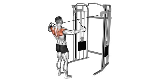 Exercises Using Cables 的图像结果