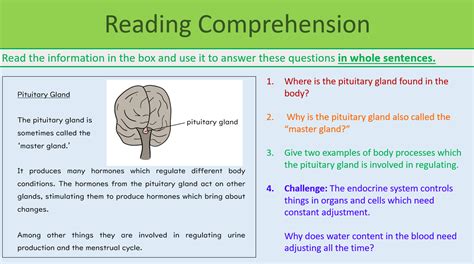 Image result for Endocrine System Grade 12 Lesson