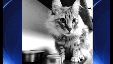 Canned cat food recall includes 3 popular brands | FOX 13 Tampa Bay