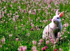 Image result for Spring Festavel Bunny Rabbit