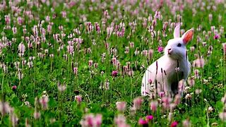 Image result for Spring Bunny in Color