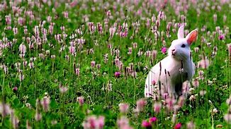 Image result for Rabbit in Field of Pink Flowers