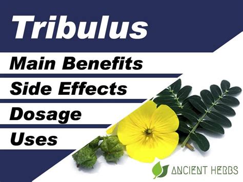 Image result for Tribulus