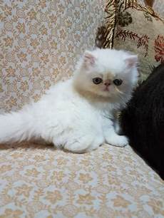 gatti persiani da adottare cuccioli gatto persiano emilia romagna annunci animali gatti persiani da adottare cuccioli gatto persiano emilia romagna annunci animali