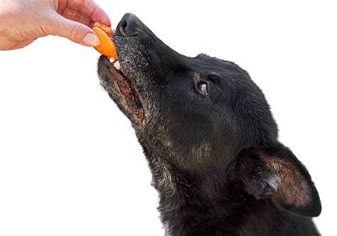 Can Dogs Eat Dried Apricots? - AZ Animals