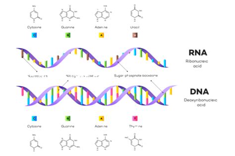 Image result for DNA Microarray Data