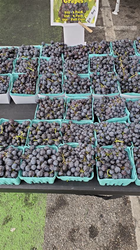 Concord Seedless Grapes Information, Recipes and Facts