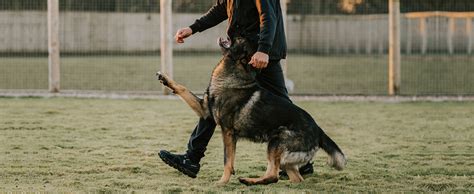 Protection Dog Training 的图像结果