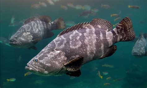 Grouper Fish: Facts, Species, Behavior, and Conservation Animal ...