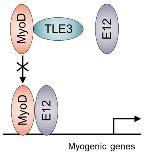 Factors Regulating or Regulated by Myogenic Regulatory Factors in ...