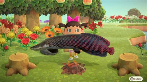 Animalcrossing Rare Fish