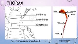 Image result for External Structure of Cockroach