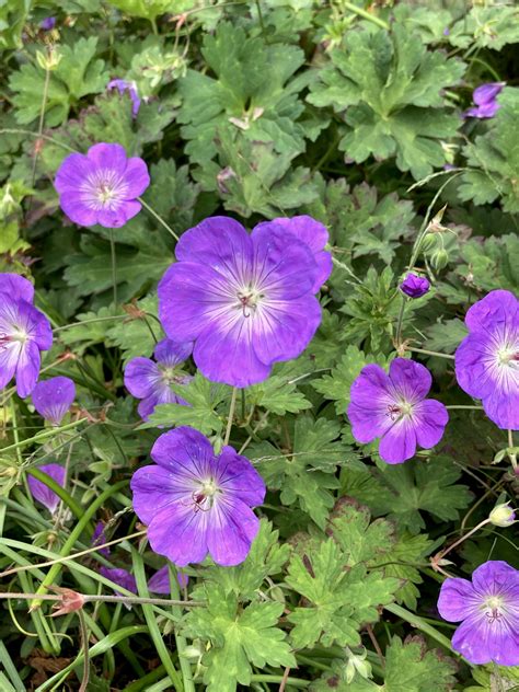 Geranium ‘Rozanne’ - cranesbill | Fort Tryon Park Conservancy