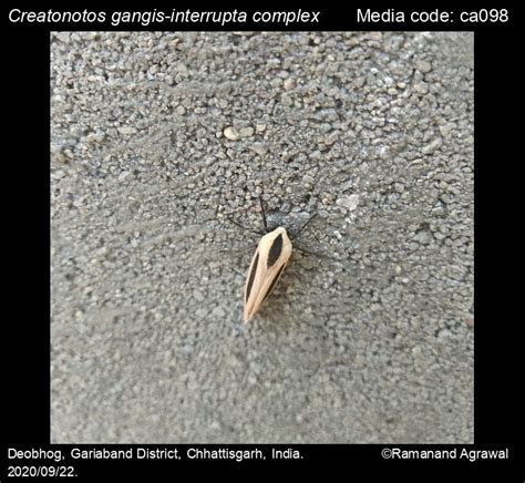 Creatonotos gangis-interrupta complex | Moths