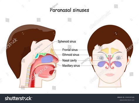 Paranasal Sinuses Ethmoid Frontal Maxillary Sphenoid: vetor stock (livre de direitos) 2049592586 ...