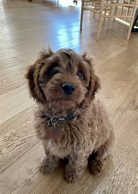 10 Week Old Cavapoo 的图像结果