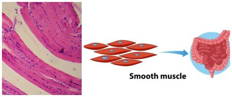 Muscular tissue — lesson. Science CBSE, Class 9.