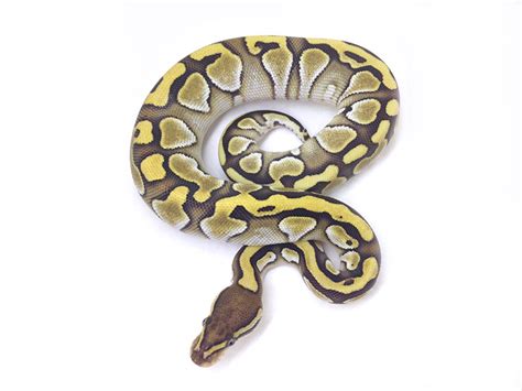 Image result for Goblin Ball Python