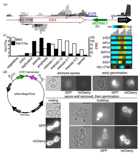 Biomolecules | Special Issue : Transmembrane and Intracellular Signal ...