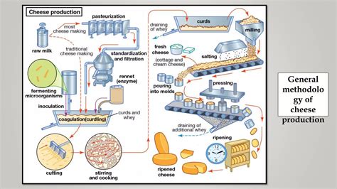Image result for Cheese Manufacturing Process