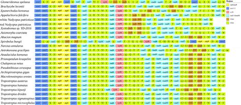Complete Mitochondrial Genomes of Nedyopus patrioticus: New Insights ...