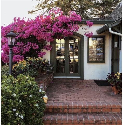 Bougainvillea Climbing Vines
