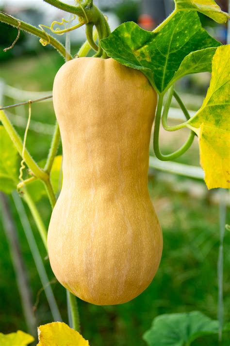 Butternut Squash Plant South Anna Butternut Squash – UJAMAA SEEDS