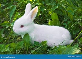 Image result for White Baby Rabbit