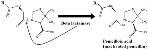 Plant Metabolites as Potential Agents That Potentiate or Block ...