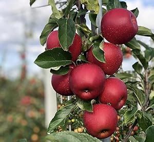 Live Fruit Plant- ANNA APPLE PLANT Grafted - Supporting All India ...