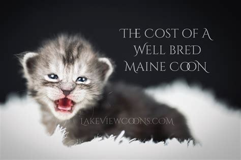 The Cost of a Well Bred Maine Coon — Lake View Maine Coons