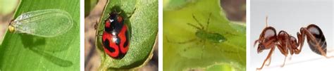 Beneficial insects of Moth bean | Vikaspedia - English - Agriculture