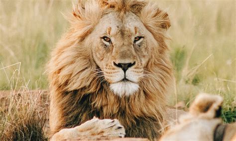 Lion Symbolism: The Meaning Behind The King Of The Jungle - ReportWire