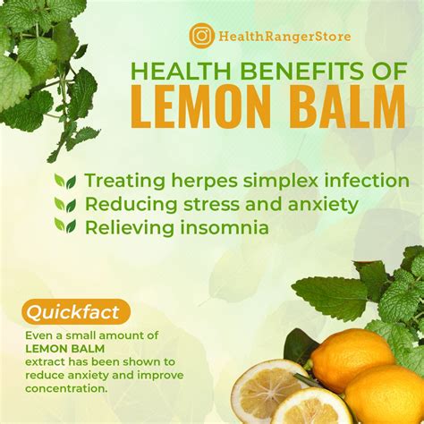 Medicinal Lemon Balm at Sandra Slavin blog