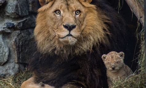 Cutest Zoo Animals 的图像结果