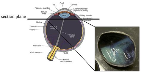 Cow Eye Model Labeled