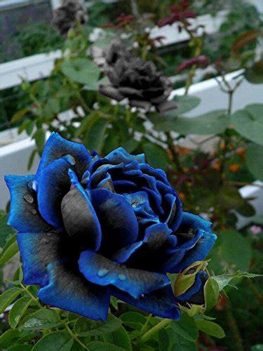 Futaba Midnight Supreme Rose Bush Flower Seeds - 50 Seeds : Amazon.in ...