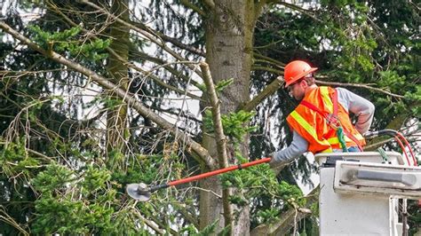 Image result for Tree Trimming Delaware