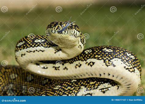 Image result for Pure Diamond Python