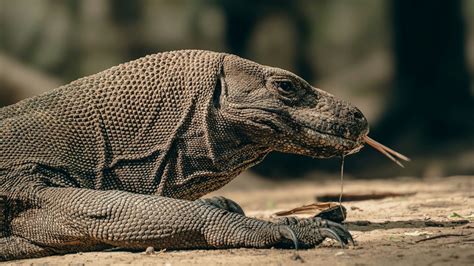 How a Komodo Dragon’s Bite Can Take Down an Animal 10 Times Its Size – Reptilekingz