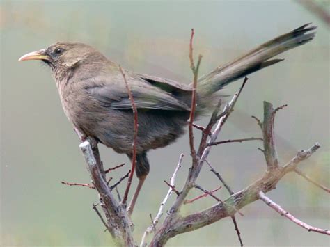 Pere David's Laughingthrush - eBird