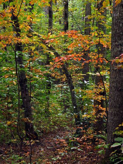 Elevation of NC-, Boone, NC, USA - Topographic Map - Altitude Map