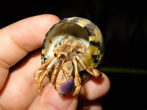 Hermit Crab Molt
