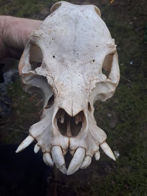 Boar Skull | Animal Skeletons and Skull Reference