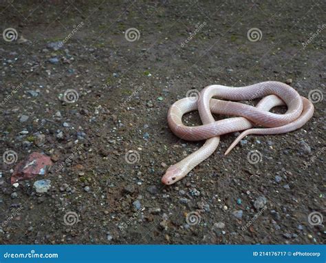 Albino Common Krait, Bungarus Caeruleus, Karnataka Stock Image - Image ...