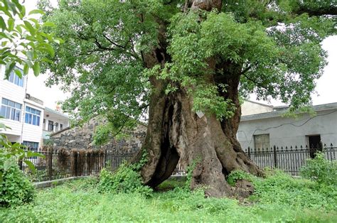 天使橡树（Angel Oak），是美国密西西比河东部最古老的树