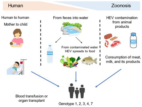 The Diagnosis, Pathophysiology, and Treatment of Chronic Hepatitis E ...